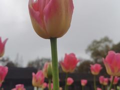-苏州上方山国家森林公园
