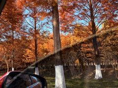 -黄海国家森林公园