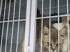 -喵百万·布偶·蓝金金渐层英短·猫舍(百子湾店)