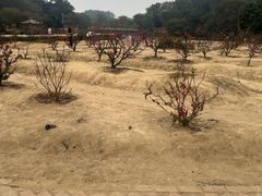 -南国桃园旅游度假区