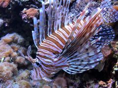 -西雅图水族馆