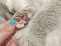 -藏猫猫咖啡主题馆(中央大道店)