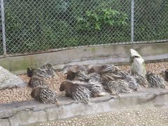 -西霞口神雕山野生动物世界