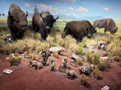 -陕西自然博物馆