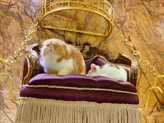 -more than meow吴止猫主题餐厅(承德 中船汇店)