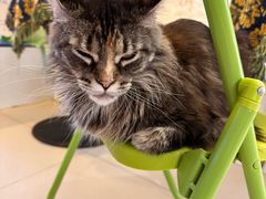 -平行世界·猫咖(首经贸店)