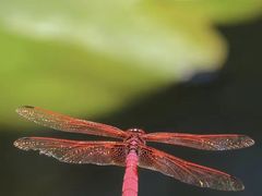 -云溪植物园