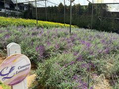 -金马仑薰衣草花园(Cameron Lavender)