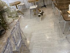 -共舞时光猫咖·狗咖(新街口店)