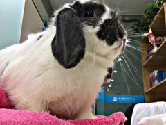 -菲尔斯特宠物医院