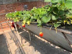 -甜心庄园·甜心草莓采摘园(西青中北店)