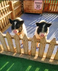 -萌宠亲子动物乐园(槐房万达店)