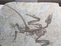-辽宁古生物博物馆