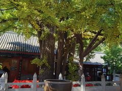 -红螺寺