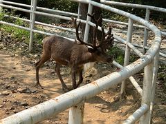 -大连森林动物园