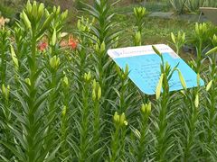 -广东中医药博物馆