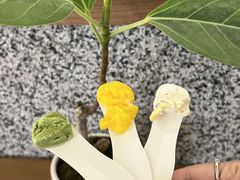 -野人先生Gelato(上海长宁龙之梦店)