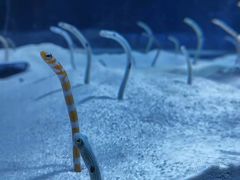 -海合安天津极地海洋公园