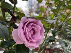 -人民公园(罗湖区)