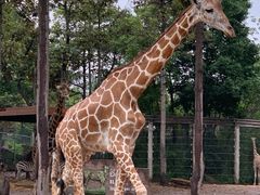 -清迈夜间动物园