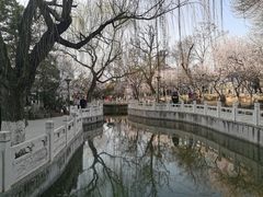 -桃花堤公园