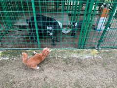 -成都安仁福朋喜来登酒店