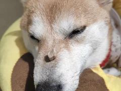 -逗柴咖啡屋·狗咖猫咖宠物桌游