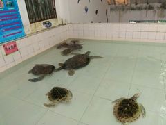 -广东惠东海龟国家级自然保护区