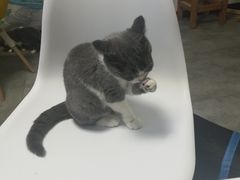 -团子家猫咪猫咖馆·柯基·柯尔鸭
