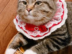 -MOCHA明星猫咖(田子坊店)