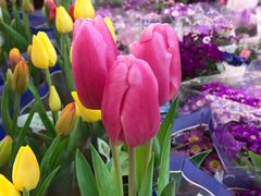 -双季花艺园艺市场(浦东店)