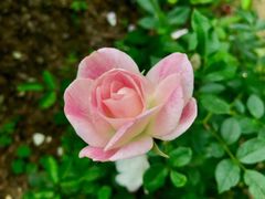 -人民公园(罗湖区)