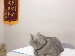 -创凡宠物医院·骨专科  猫科中心(西乡分院)