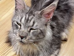 -楼上猫咖(罗湖店)