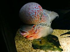 -彩虹云霄拜约克摩天塔