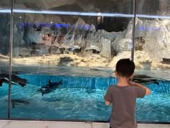 -帝企鹅自助餐厅•儿童岛•真企鹅(长隆企鹅酒店)