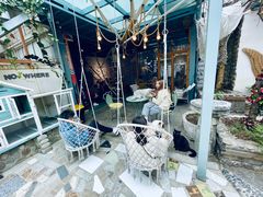 -喵屿·大理花园猫咖