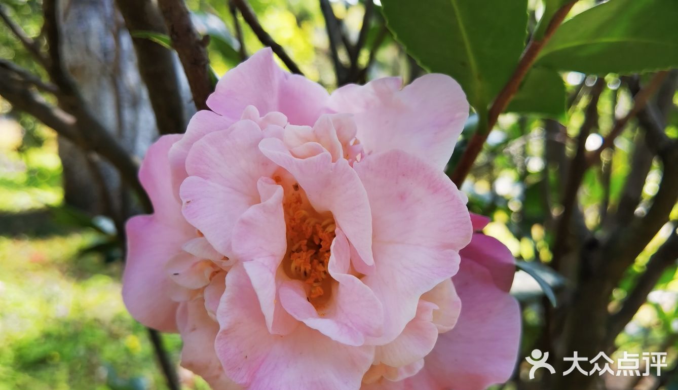 御花園位置就在正門入口右手邊