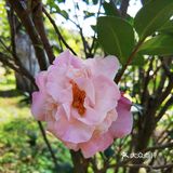 御花園位置就在正門入口右手邊