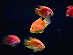 -海合安天津极地海洋公园