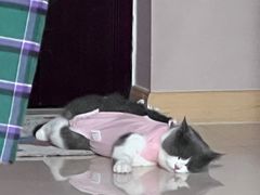 -欧奕国际动物医院