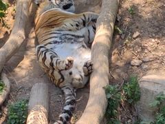 -大连森林动物园