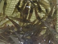 -外伶仃岛海鲜市场
