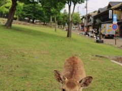 -奈良公园