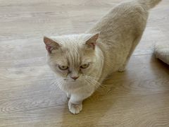 -1013 PET SHOP精品宠物商店(丁香店)