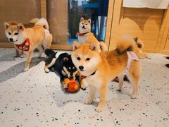 -逗柴咖啡屋·狗咖猫咖宠物桌游