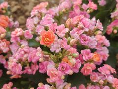 -凌源市热水汤百花谷
