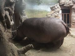 河马犇犇20201115-北京动物园