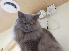 -猫和宫(六道口店)