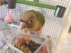 -吉丁鸟咖·异宠·寄养